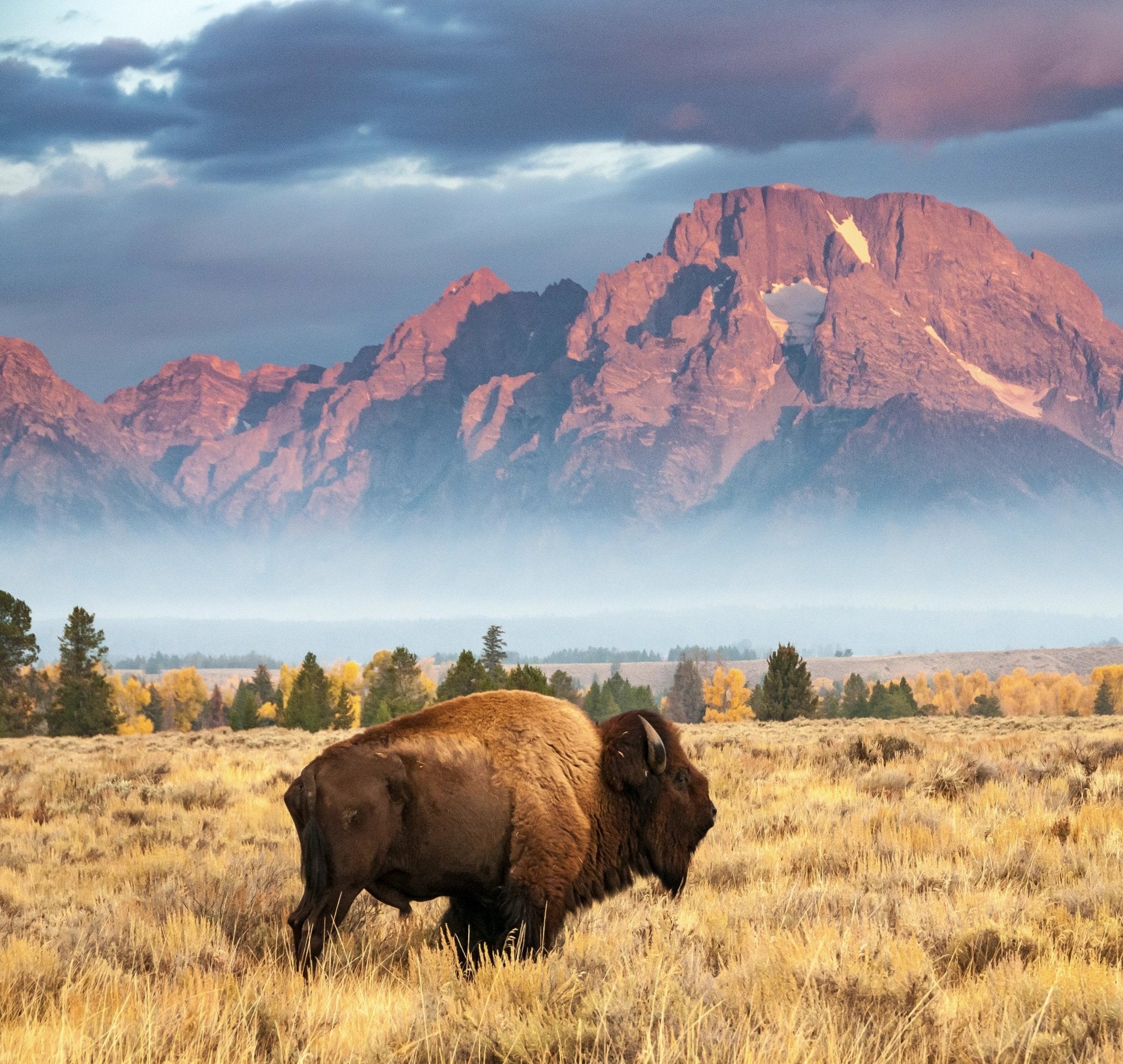 A Yellowstone bison standing in a wheat field with the mountains behind him.